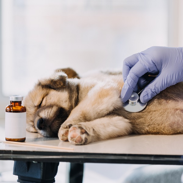 Emergency Pet Parenting Tips