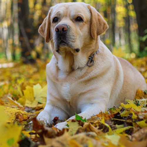 Labrador Retriever