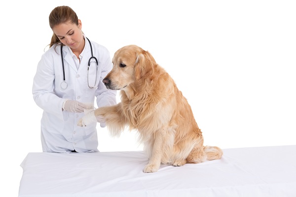 vet checking