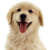 Group logo of Golden retriever club