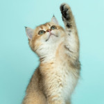 Group logo of Cat Parenting