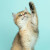 Group logo of Cat Parenting