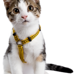 cat02-3