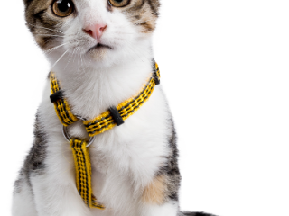 cat02
