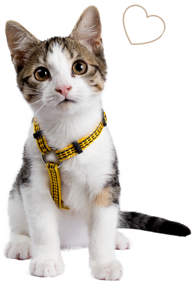 cat02-3