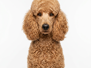 poodle